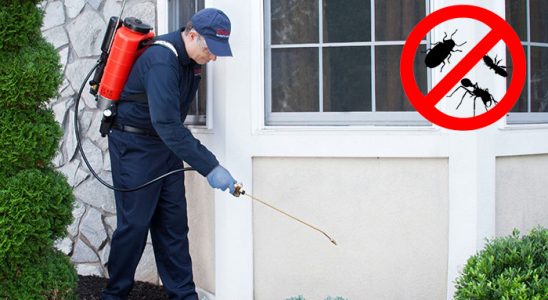 Alaybey Kene İlaçlama böcek ilaçlama ve haşere kontrolü — ilaclama-tr.com